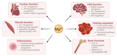 magnesium brain function