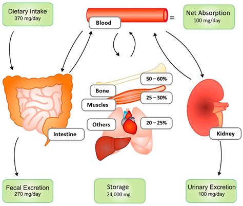 Magnesium Oxide Kidney