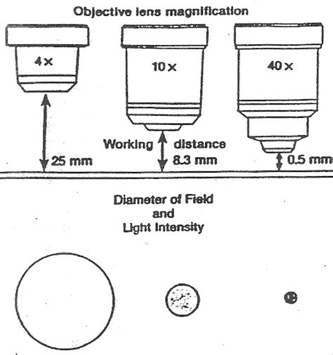 Magnifying Objective Lens Power