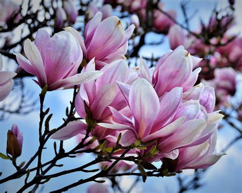 Look Forward to Bursts of Color from Asiatic Magnolias Tallahassee