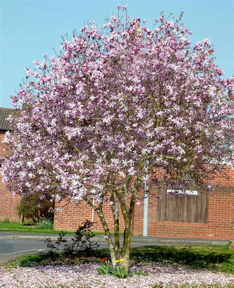 Magnolia x loebneri 'Leonard Messel' Large 150cm SPECIMEN Garden Plants