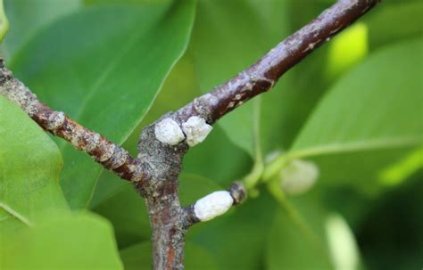 Magnolia tree pests