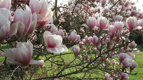 magnolien