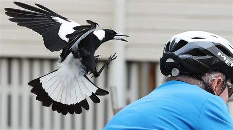 magpie attacks in australia