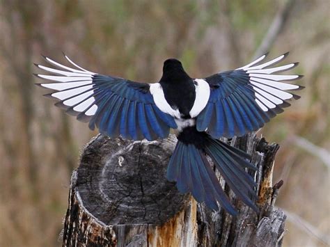 magpie bad luck myth origin