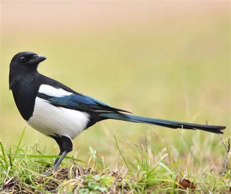 magpie facts for children