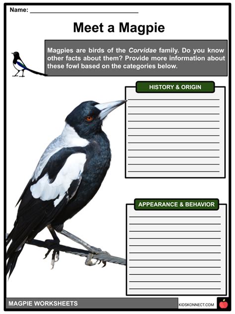 magpie information for kids