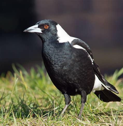magpie size and weight