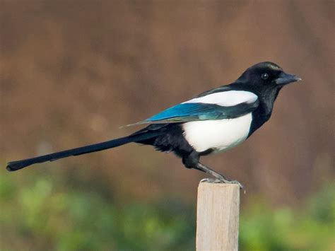 magpie with blue tail