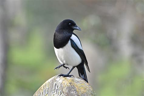 magpies in the uk