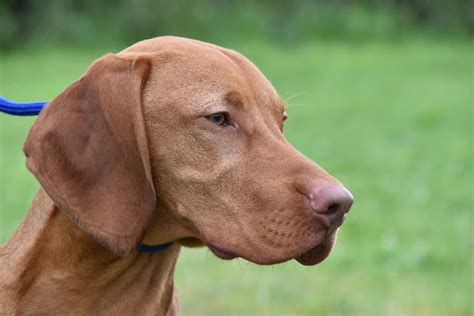 magyar vizsla training