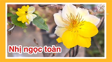 mai nhị ngọc toàn