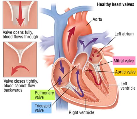 Main Function Of Heart Valves