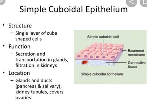 Main Function Of Simple Cuboidal Epithelium