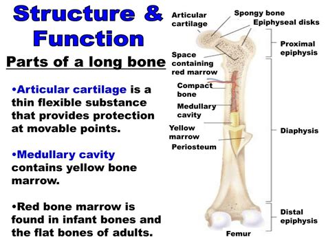 main functions of long bones