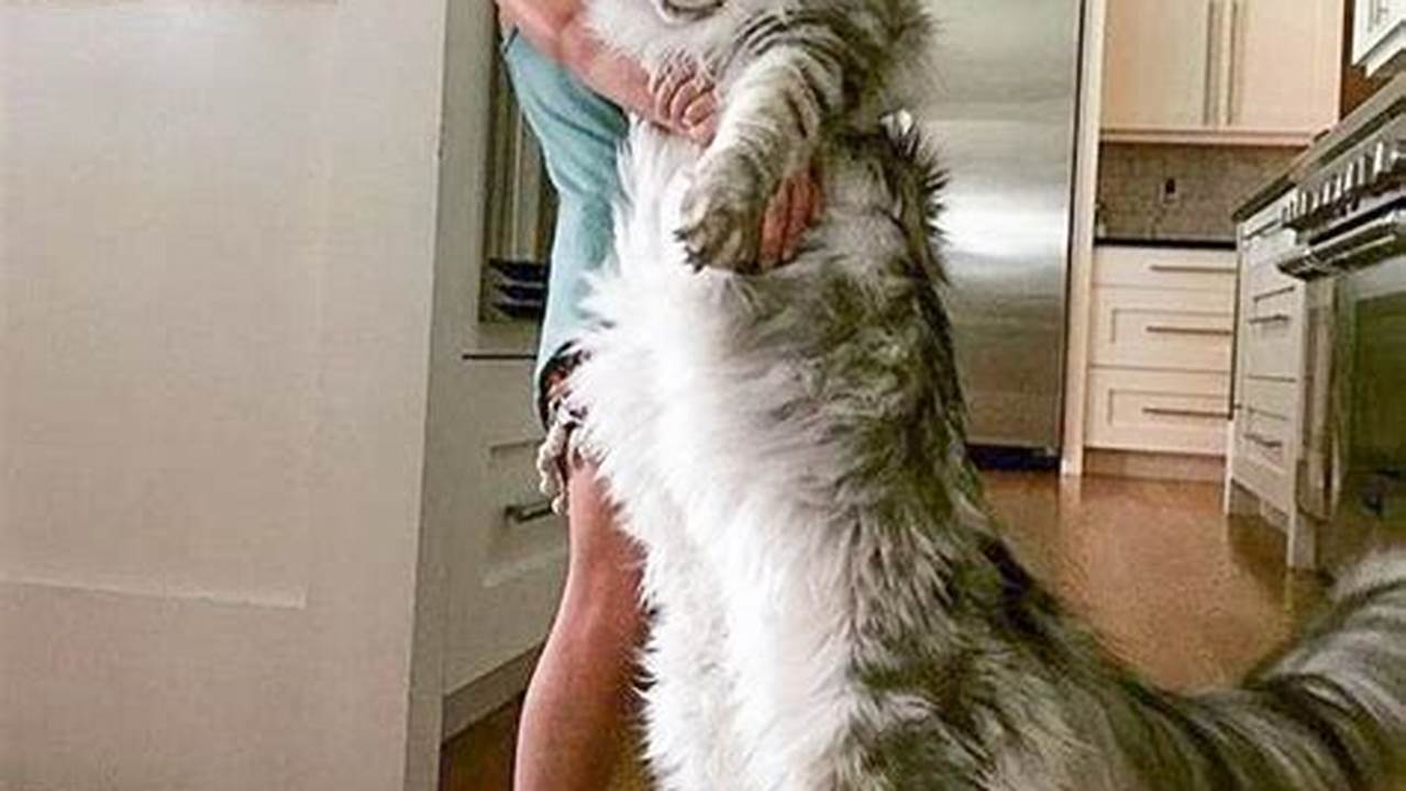 Maine Coon Cat: A Comprehensive Guide to the Gentle Giant