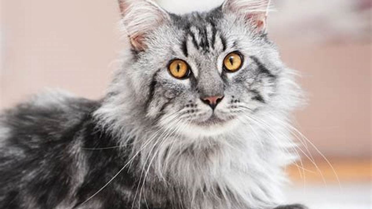 Maine Coon Cat Calendar 2023: A Purrfect Way to Celebrate the Year