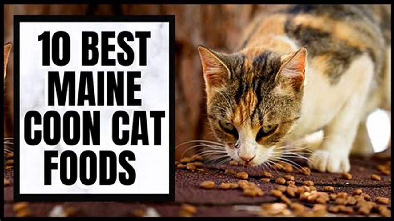 Maine Coon Cat Favorite Food