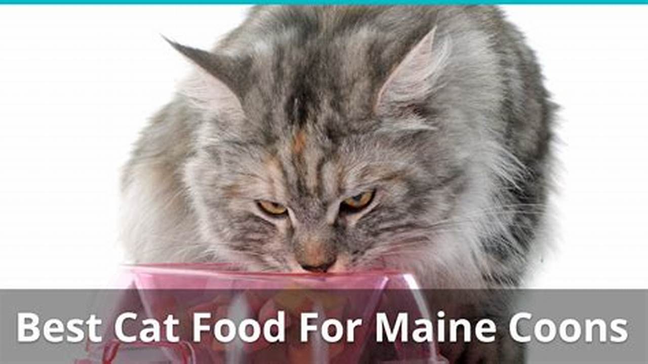 Maine Coon Cat Food Reviews: Find the Best Food for Your Gentle Giant