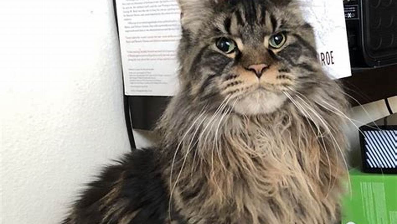 Maine Coon Cat for Sale in Arizona