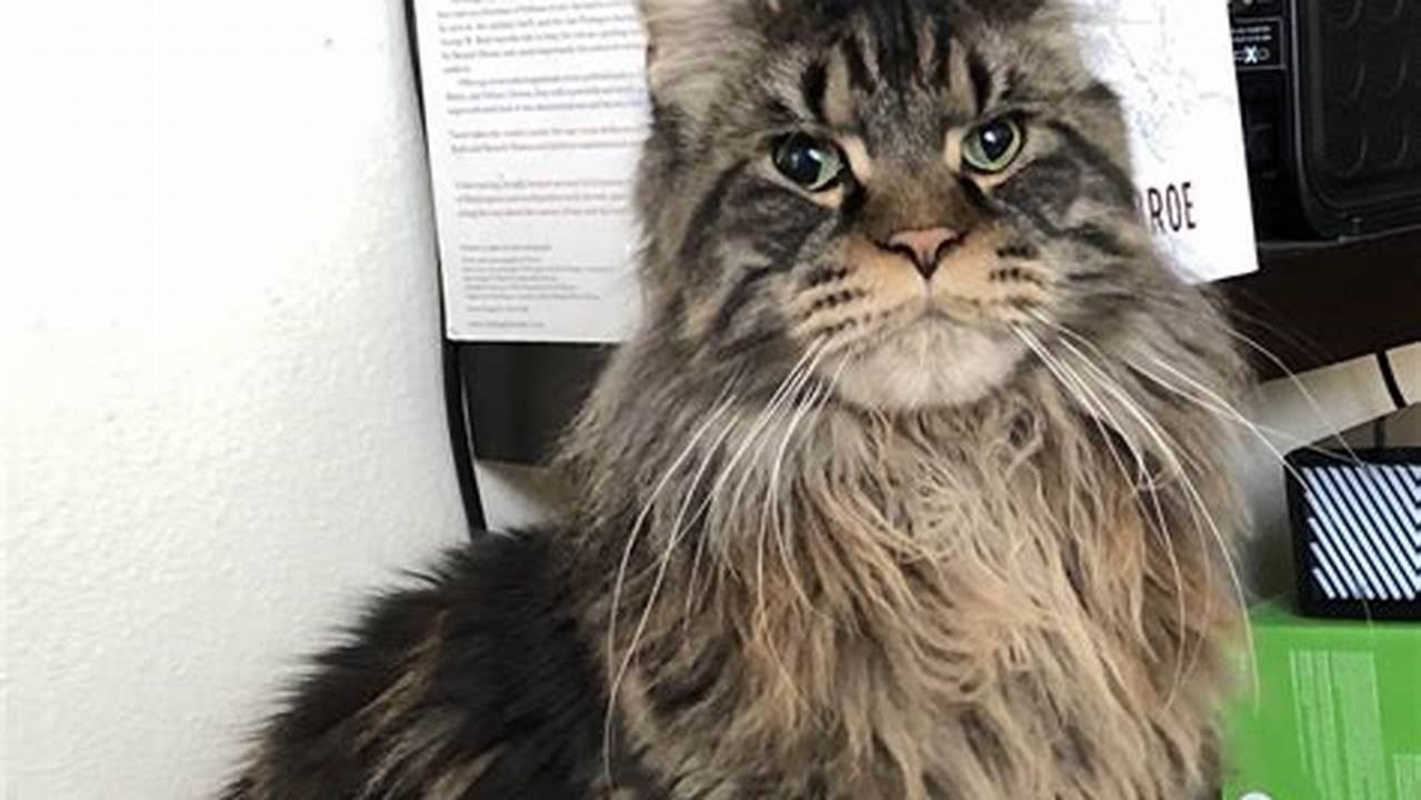 Maine Coon Cat for Sale Near Council Bluffs IA