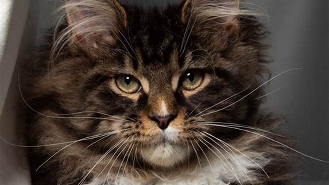 Maine Coon Cat for Sale UK