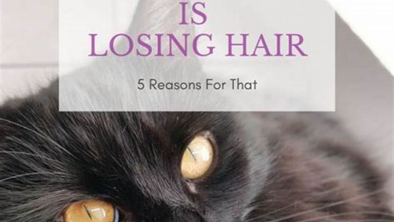 Maine Coon Cat is Losing Hair