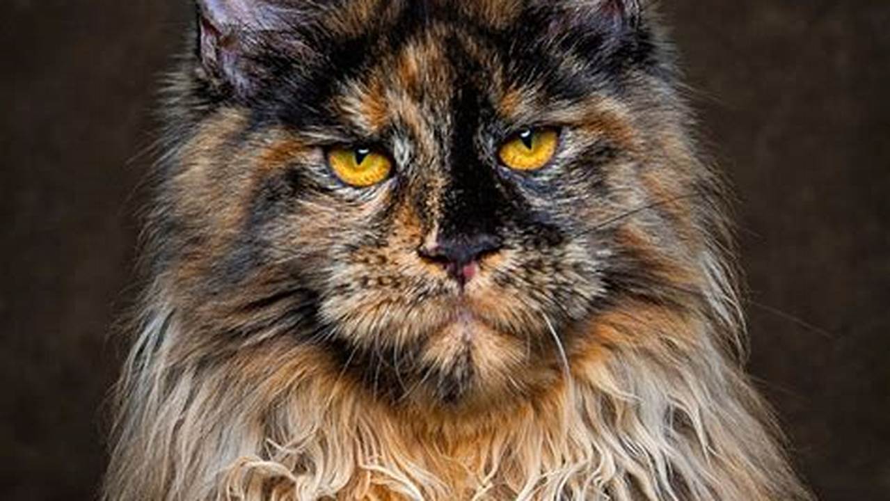 Maine Coon Cat Look Like