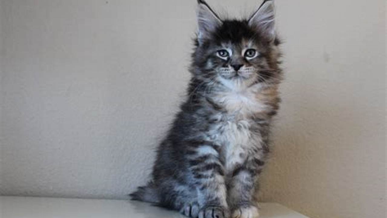 Maine Coon Cat Los Angeles