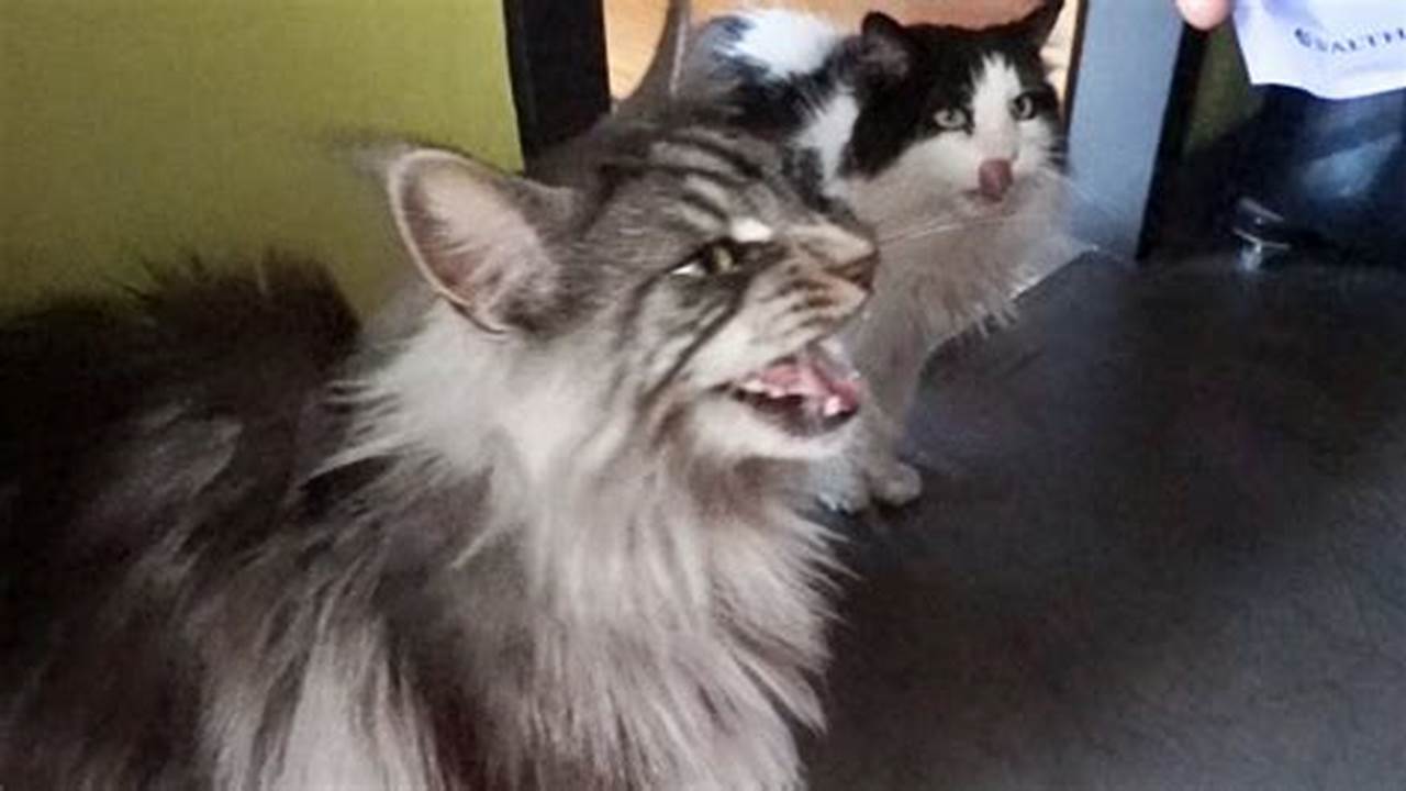 Maine Coon Cat Personality Problems