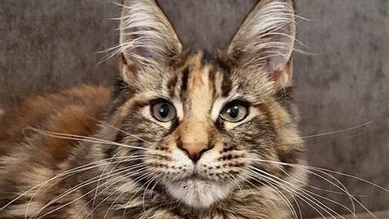 Maine Coon Cat Rescue Virginia