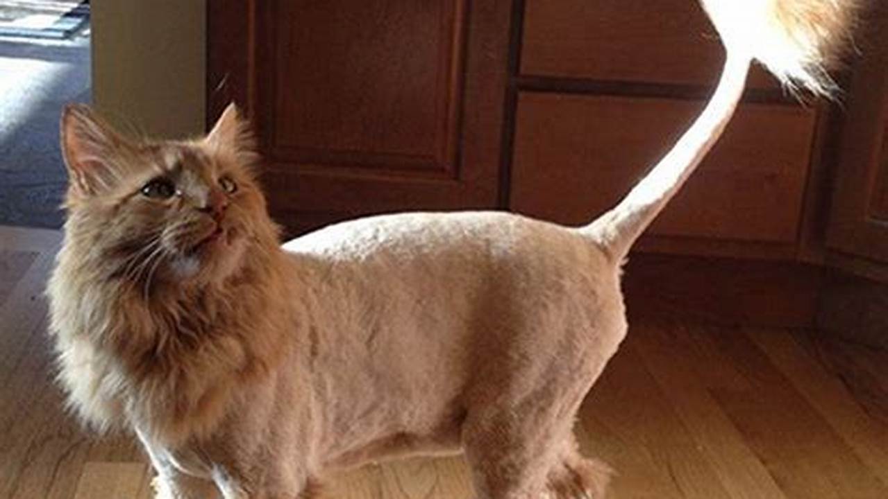 Maine Coon Cat Shaved Like Lion
