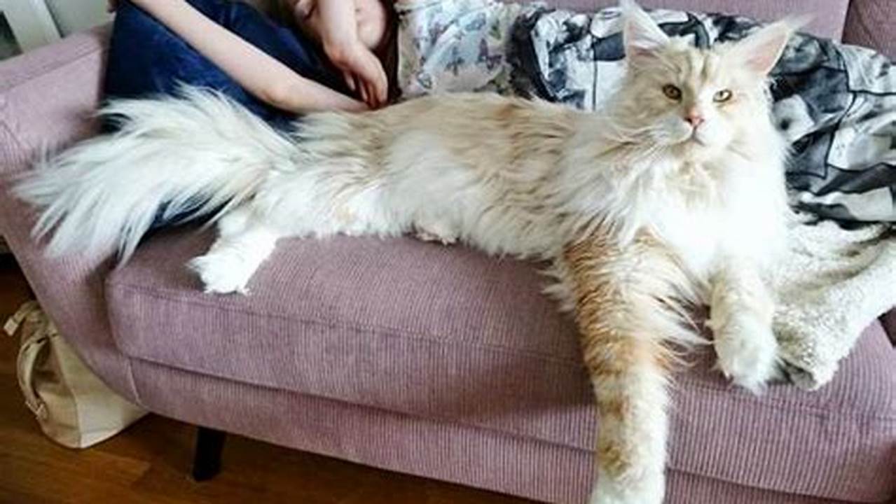 Maine Coon Cat Show 2023: A Guide to the Largest Cat Show in the World