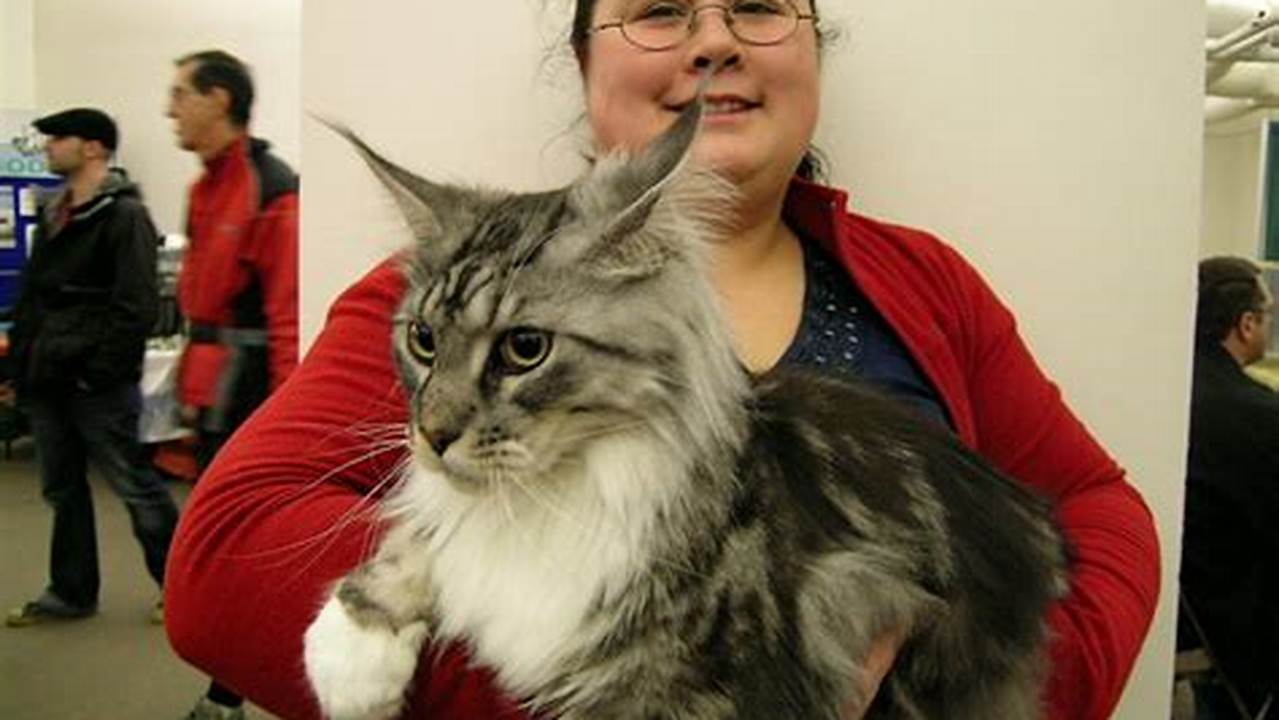 Maine Coon Cat Shows 2023