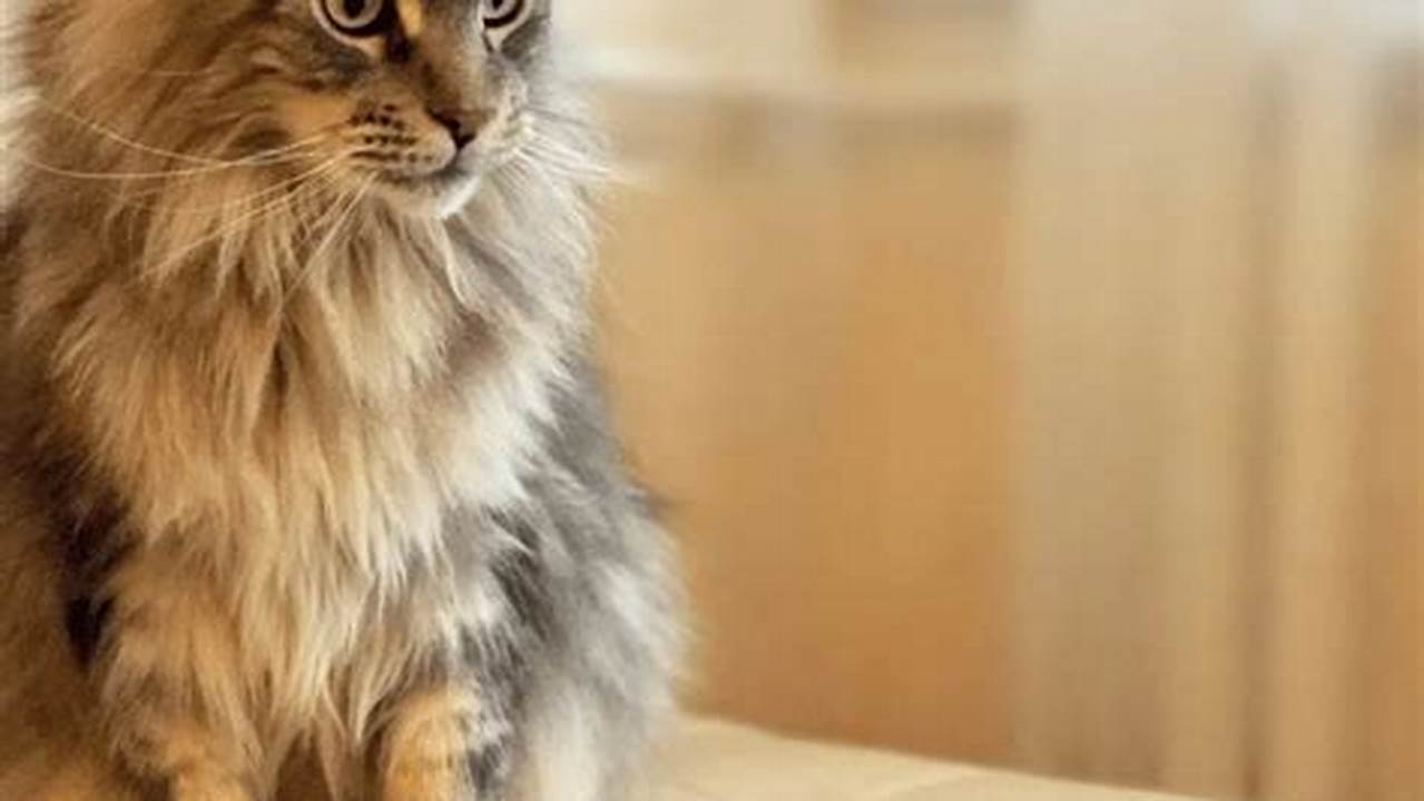 Maine Coon Cat Things to Know