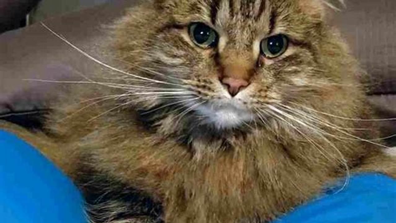 Maine Coon Cat to Rehome
