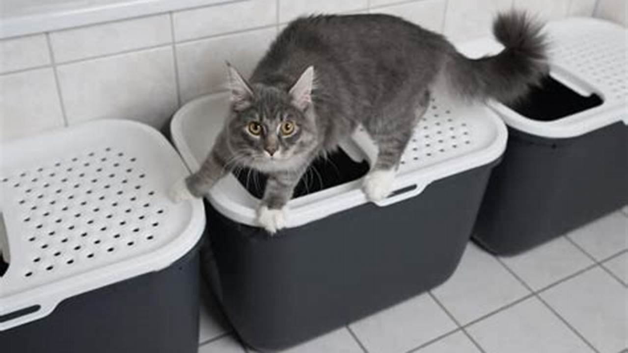 Coon Cat Urinary Problems