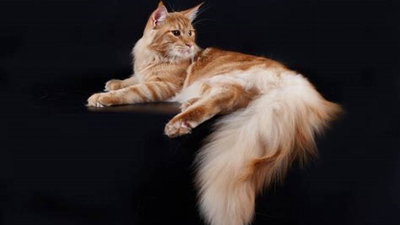 Maine Coon Cats: A Guide to Their History, Personality, and Care