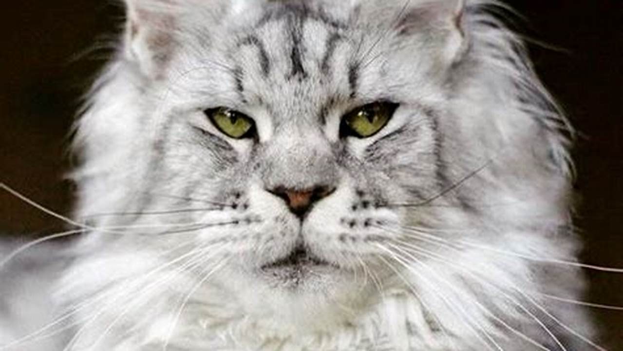 Maine Coon Cat with Blue Eyes