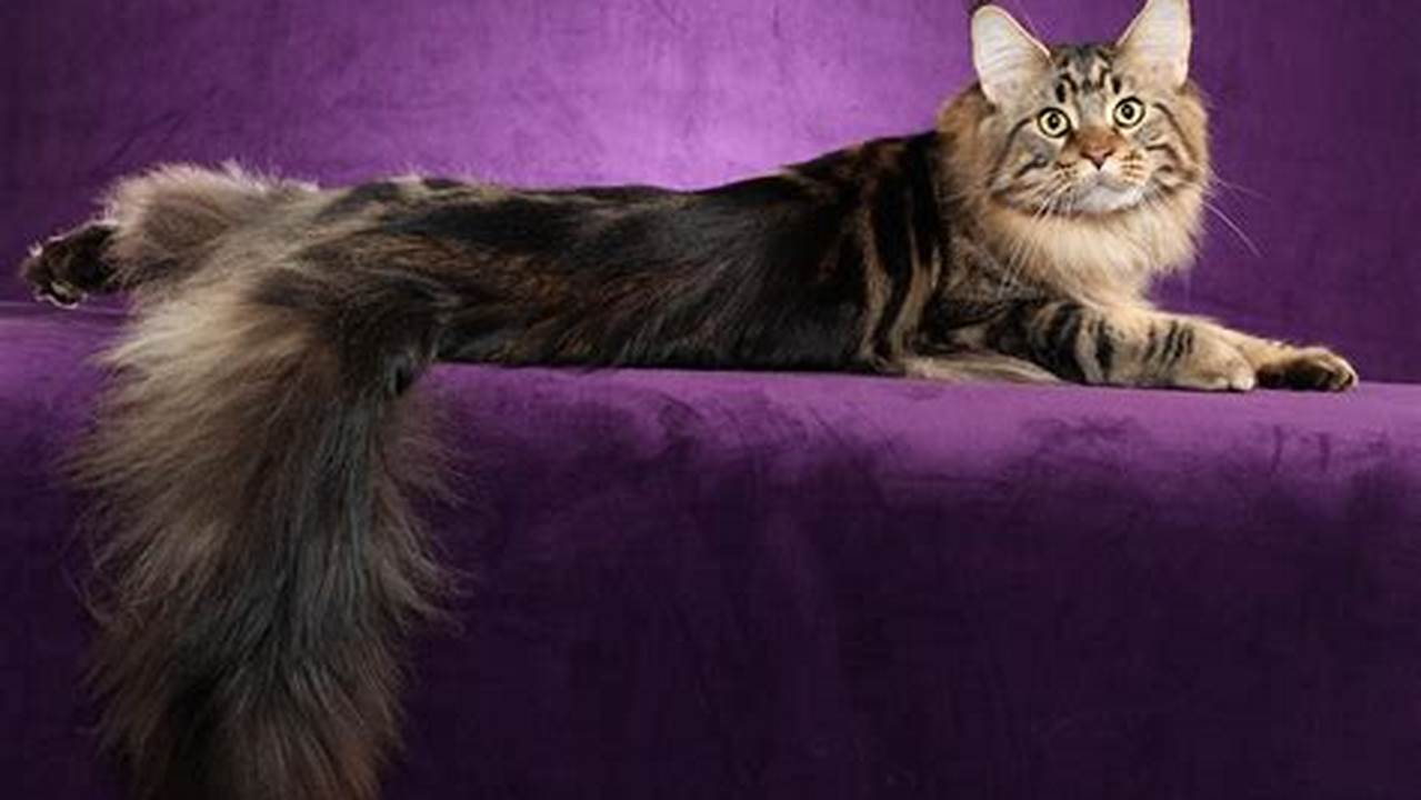 Maine Coon Cat With No Tail: A Mystical Breed