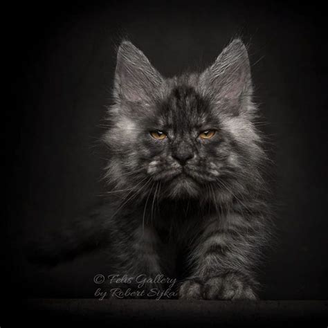 Maine Coon The Gentle Giant