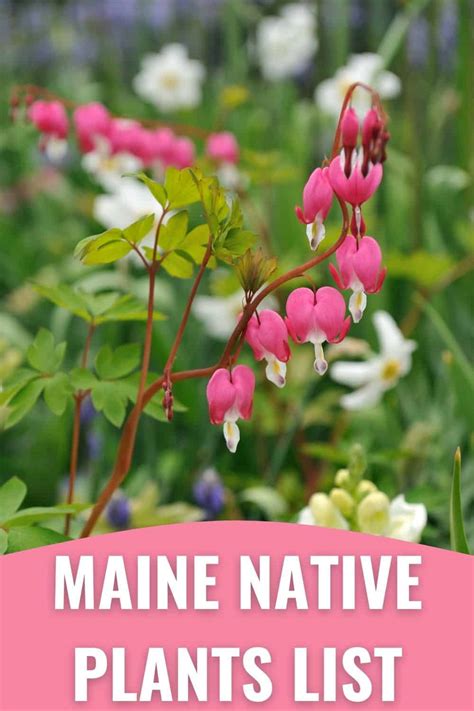 Pin by Enjoying Maine on Enjoying Maine Plants, Enjoyment, Maine