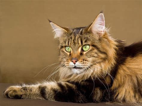 The Majestic Maine Coon: All You Need To Know