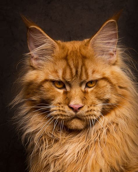 maine coon cat