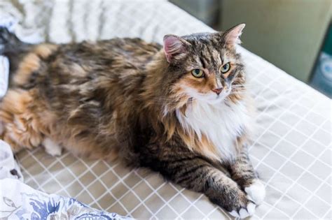 maine coon cat rescue northern california