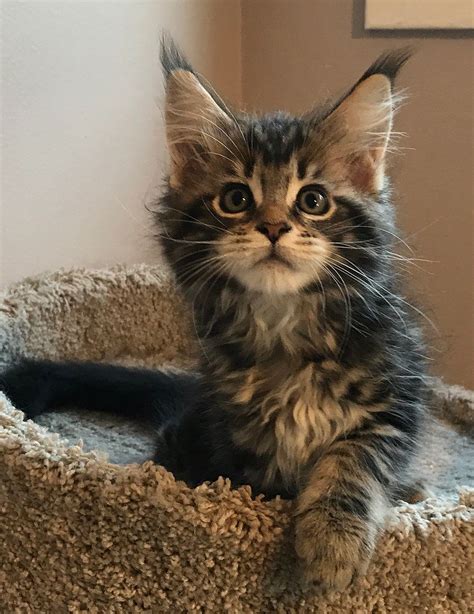 maine coon cats for adoption in colorado