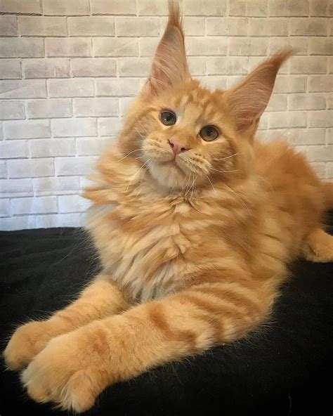 maine coon cats for adoption in ct