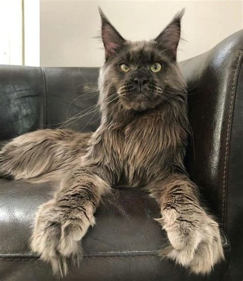 maine coon cats for adoption in michigan