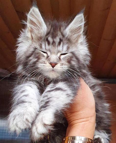 maine coon cats for adoption near by