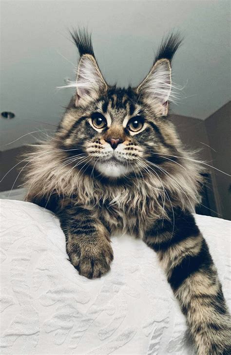 maine coon cats for adoption ohio